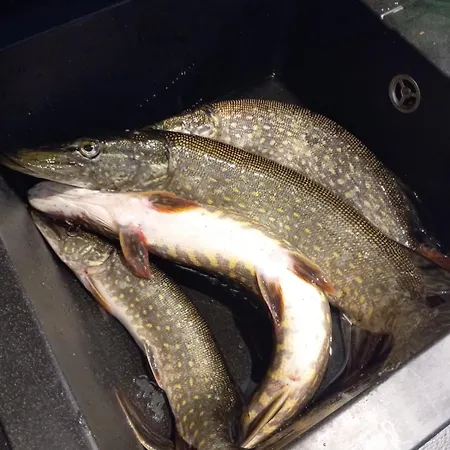 Siedlisko Sapunki Dom Z Dusza Rybaka Na Warmii וילה Bogdany