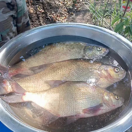 Siedlisko Sapunki Dom Z Dusza Rybaka Na Warmii *